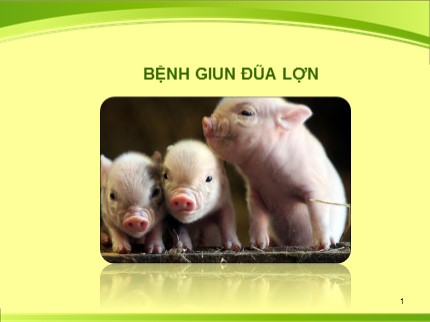 Bài giảng Bệnh giun đũa lợn