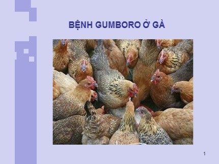Bài giảng Bệnh Gumboro ở gà