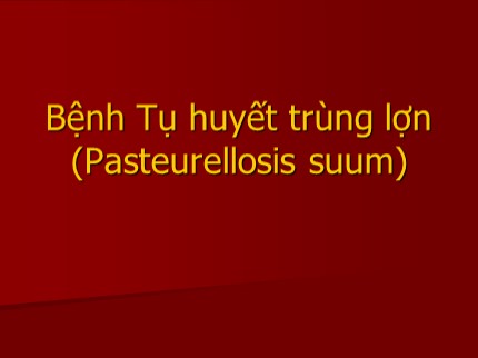 Bài giảng Bệnh tụ huyết trùng lợn (Pasteurellosis suum)