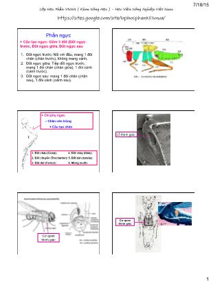 Bài giảng Côn trùng đại cương - Tuần 3