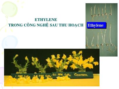 Bài giảng Công nghệ sau thu hoạch - Chương 2: Ethylene trong công nghệ sau thu hoạch - Bùi Hồng Quân