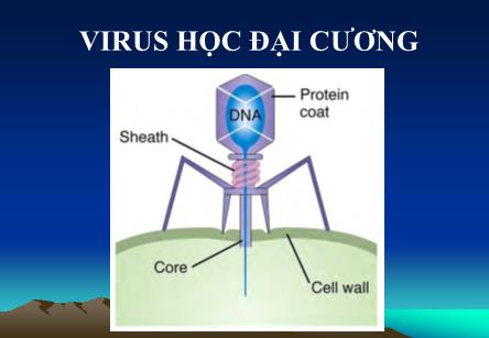 Bài giảng Hệ sinh vật học đại cương - Chương 3: Virus học đại cương - Nguyễn Bá Hiên