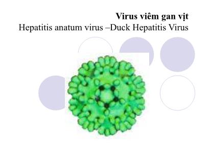 Bài giảng Hệ sinh vật học đại cương - Chương: Virus viêm gan vịt