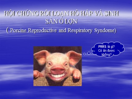 Bài giảng Hội chứng rối loạn hô hấp và sinh sản ở lợn