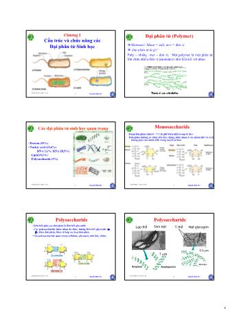 Bài giảng môn Sinh học phân tử - Chương 2: Cấu trúc và chức năng các đại phân tử Sinh học - Nguyễn Hữu Trí