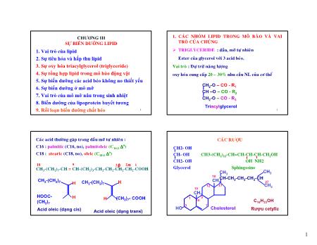 Bài giảng Sinh hóa học - Chương 3: Sự biến dưỡng lipid