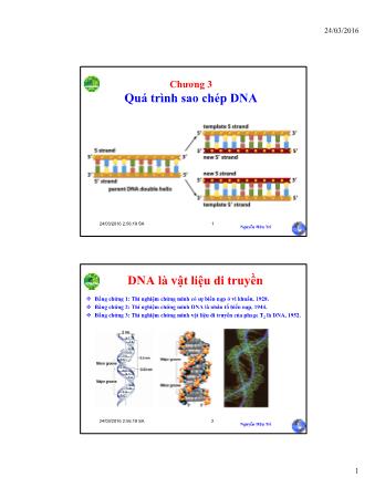 Bài giảng Sinh học phân tử - Chương 3: Quá trình sao chép DNA - Nguyễn Hữu Trí