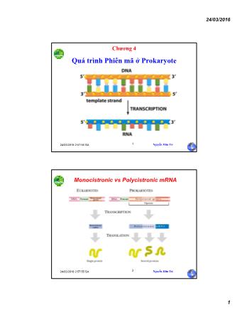 Bài giảng Sinh học phân tử - Chương 4: Quá trình Phiên mã ở Prokaryote - Nguyễn Hữu Trí