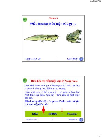 Bài giảng Sinh học phân tử - Chương 6: Điều hòa sự biểu hiện của gene - Nguyễn Hữu Trí