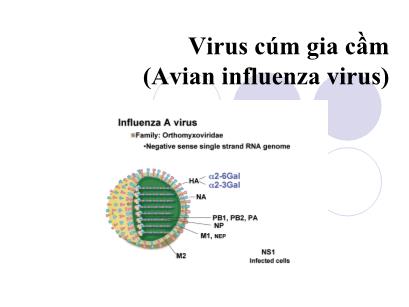 Bài giảng Vi khuẩn học chuyên khoa - Chương: Virus cúm gia cầm (Avian influenza virus)