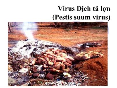 Bài giảng Vi khuẩn học chuyên khoa - Chương: Virus dịch tả lợn (Pestis suum virus)