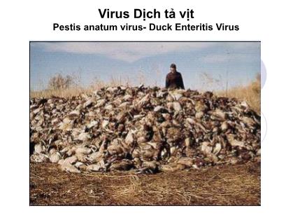 Bài giảng Vi khuẩn học chuyên khoa - Chương: Virus dịch tả vịt (Pestis anatum virus - Duck Enteritis virus)