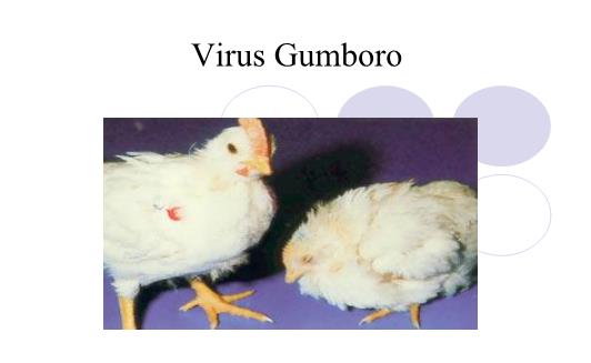 Bài giảng Vi khuẩn học chuyên khoa - Chương: Virus Gumboro