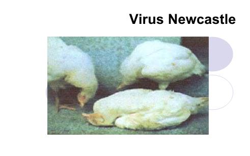 Bài giảng Vi khuẩn học chuyên khoa - Chương: Virus Newcastle