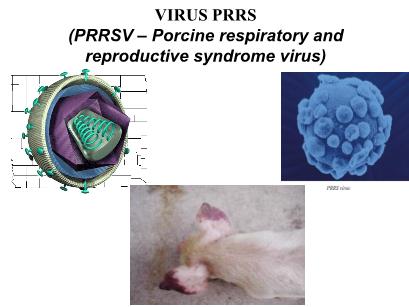 Bài giảng Vi khuẩn học chuyên khoa - Chương: Virus PRRS (PRRSV - Porcine respiratory and reproductive syndrome virus)