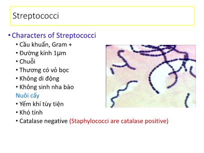 Bài giảng Vi khuẩn học chuyên khoa - Streptococci