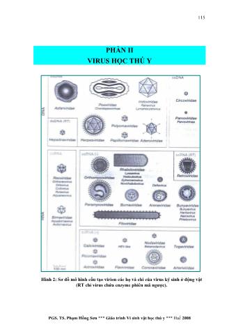 Giáo trình Vi sinh vật học thú y (Phần 2) - Phạm hồng sơn