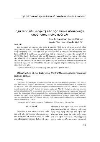 Cấu trúc siêu vi của tế bào gốc trung mô não giữa chuột cống trắng nuôi cấy