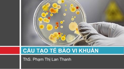 Ví sinh - Cấu tạo tế bào vi khuẩn