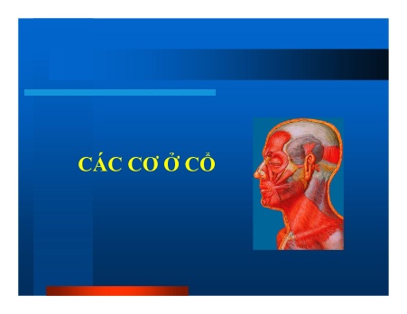Y khoa, dược - Các cơ ở cổ