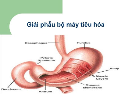 Y khoa, dược - Giải phẫu bộ máy tiêu hóa