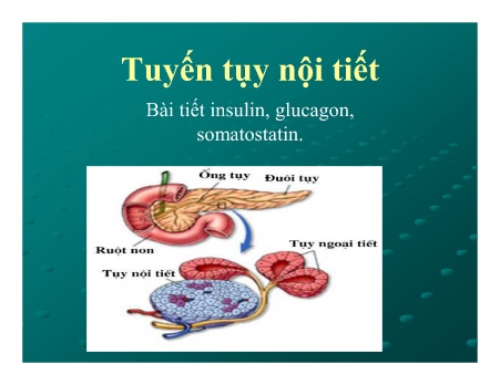 Y khoa, dược - Tuyến tụy nội tiết